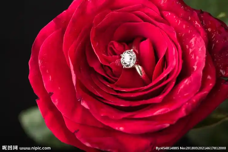 情人节玫瑰摄影图__花草_生物世界_摄影图库_昵图网nipic.com