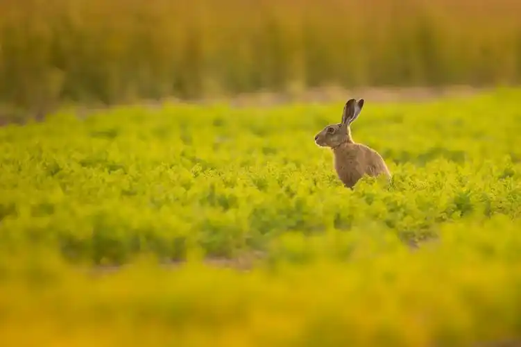 一只棕色兔子在黄色的草丛眺望远方