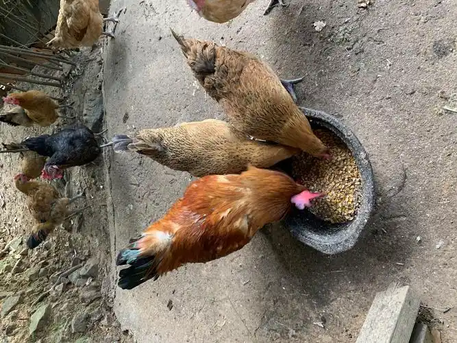 养鸡