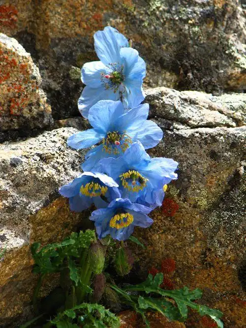 美丽绿绒蒿传说中喜玛拉雅蓝罂粟生长在海拔5300米左右的极端环境的