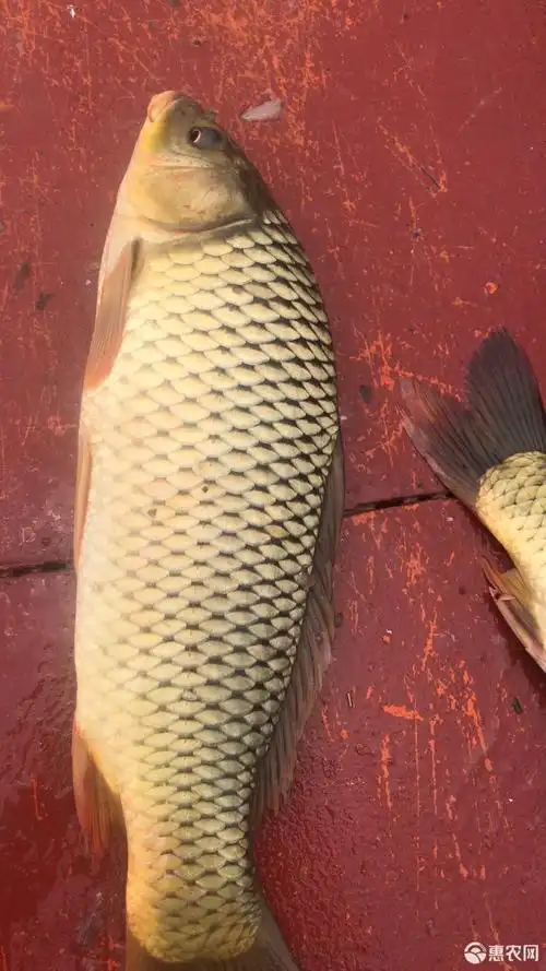 野生鲤鱼 野生 0.5-2.5公斤