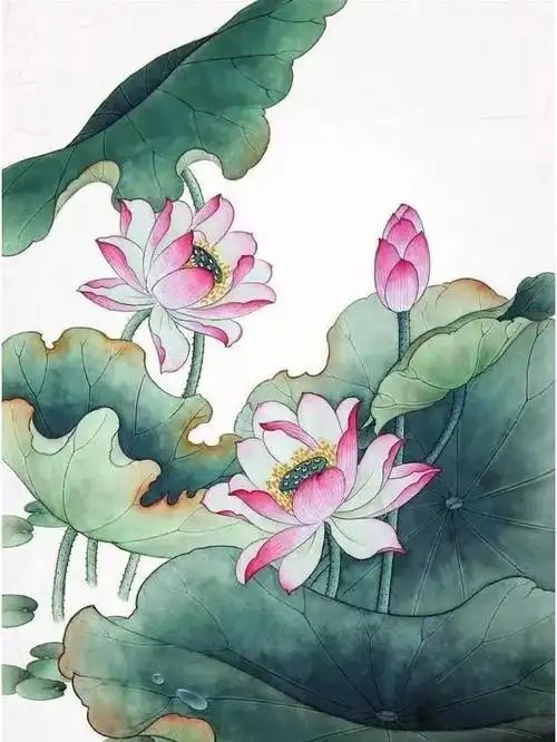 工笔画步骤分享荷花创作教程