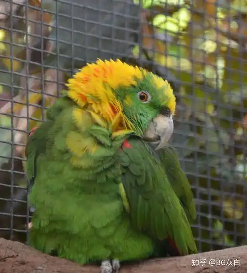 01 黄颈亚马逊鹦鹉分类问题