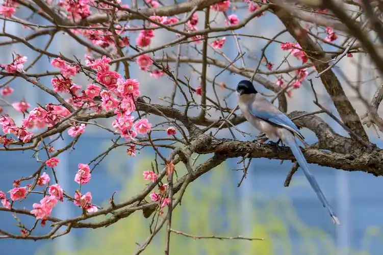 春天的梅花与喜鹊