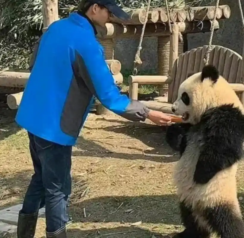 谁能告诉我这个叉腰的表情包大熊猫叫什么?