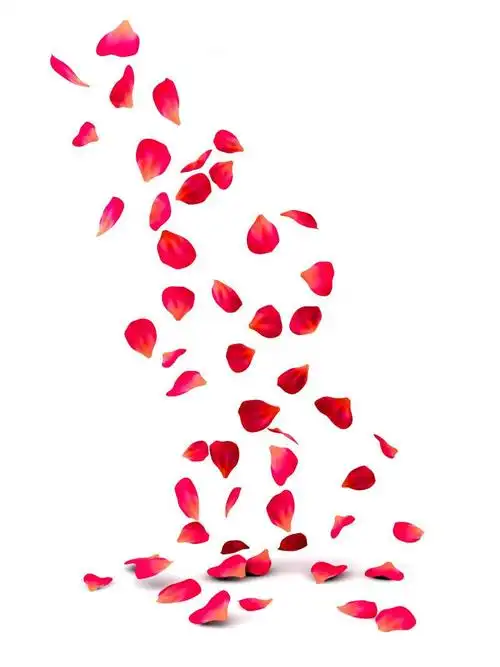 飘落的玫瑰花瓣