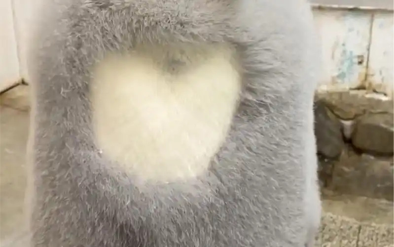 帝企鹅的胸口会比心