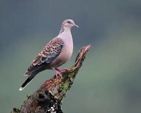 斑鸠是保护动物吗,斑鸠是保护动物吗