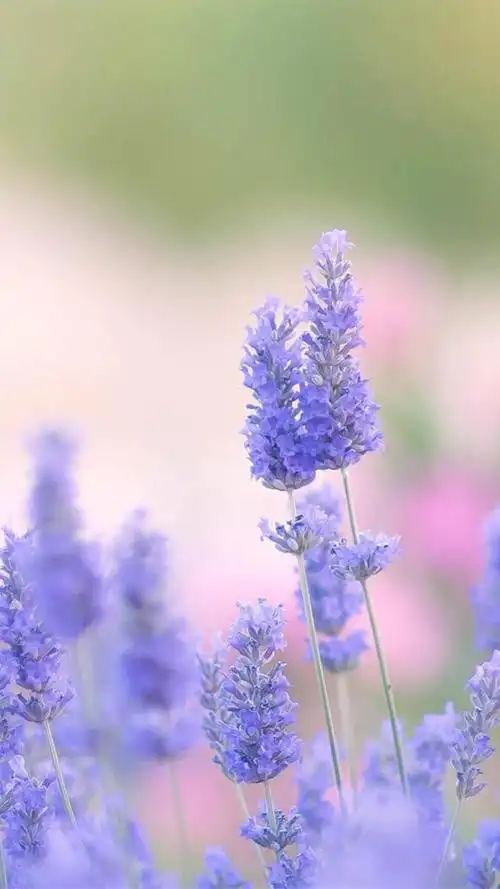 唯美花海,高清图片,手机锁屏桌面-壁纸族