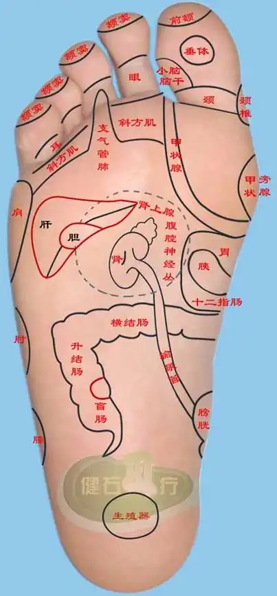 左右足掌前半部分反射区简介——(家庭实用手足耳部保养指南)