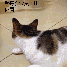 一大波小猫咪表情包 萌萌哒动态图
