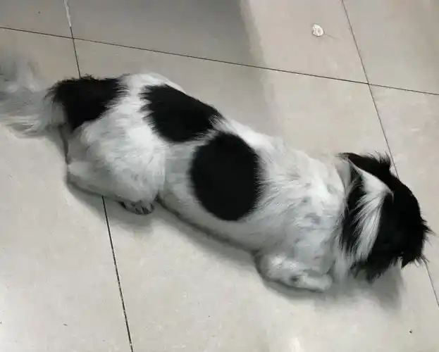 走失的黑白花小型串串狗