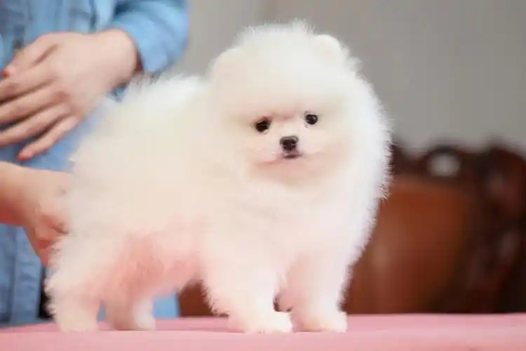 双血统白博美公犬沸羊羊