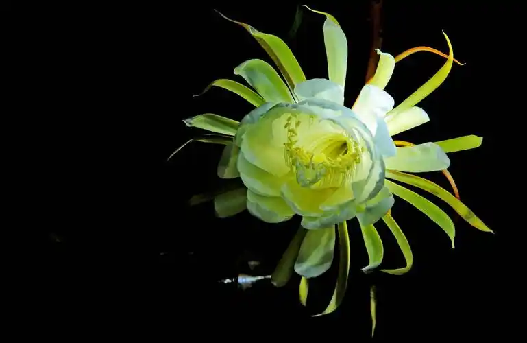 不同色光下的昙花,这是八年前的2012年7月拍摄的.