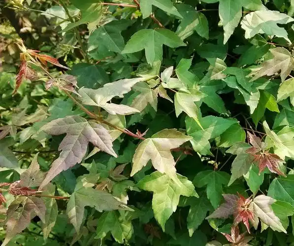 这棵三角枫可玩不