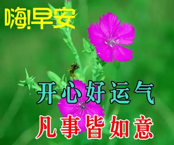 今日最新版早安问候大全,创意好看的早上好祝福图片带字温馨_手机