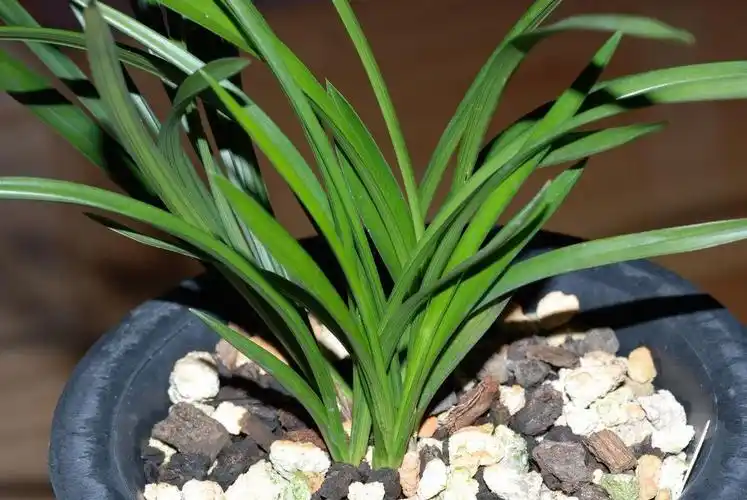 两盆环球荷鼎无花看叶-春兰篇-中国兰花交易网社区