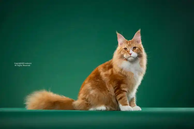 霸气侧漏缅因猫