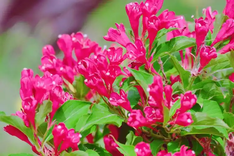 红色锦带花,原创摄影|锦带花|摄影|红色_新浪新闻