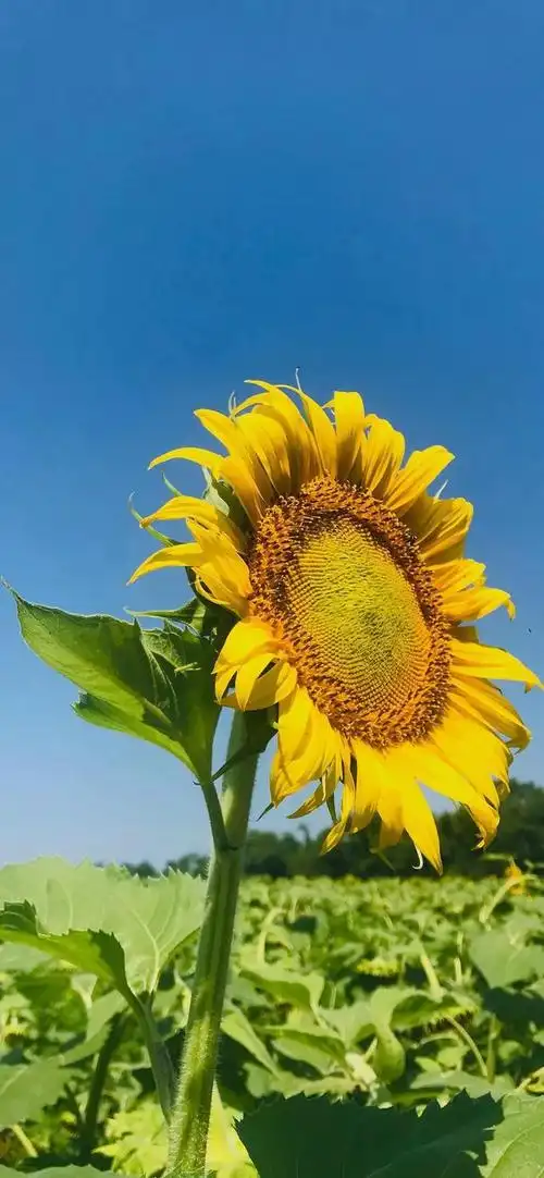 向阳而生,唯美的向日葵壁纸,全屏高清无水印_网易订阅