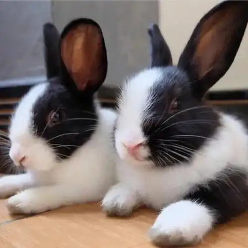 安哥拉兔@垂耳兔小兔,熊猫兔,垂耳兔,安哥拉兔我们农场的小兔子大概