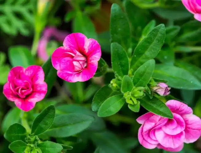 碧冬茄属的园艺品种,重瓣小花矮牵牛