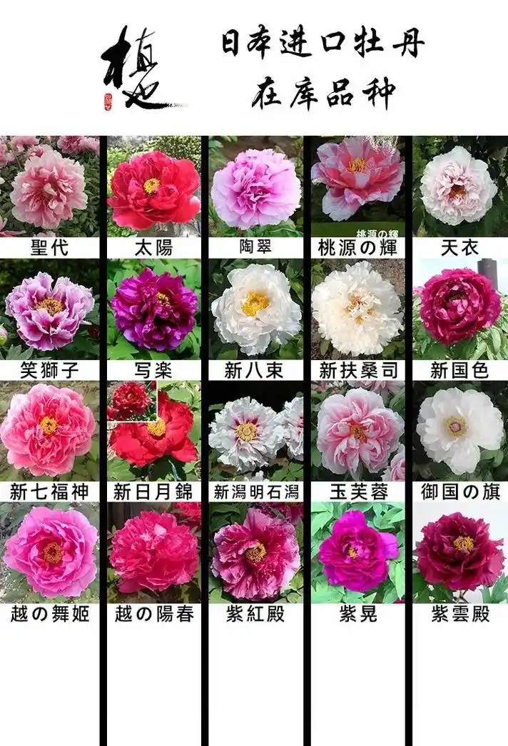 日本进口牡丹现货.数量不多,要的请私信联系 #日本进口牡丹