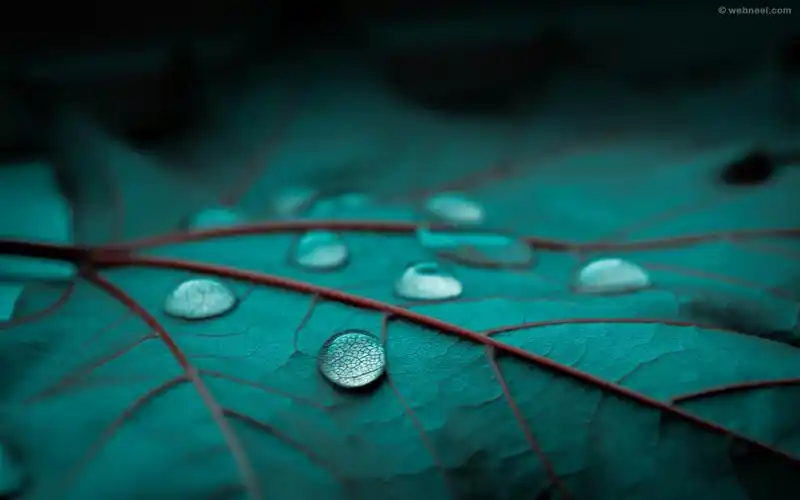 50 beautiful rain wallpapers for your desktop mobile and tablet