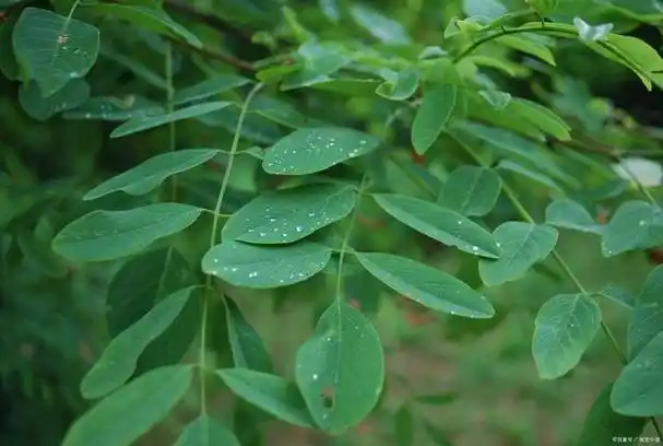 槐树叶的功效与作用有哪些