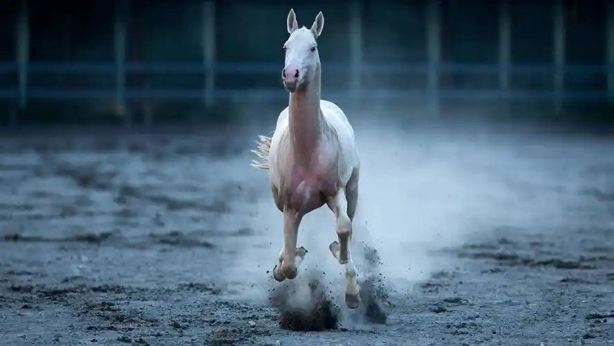 传闻中的汗血宝马原来长这样