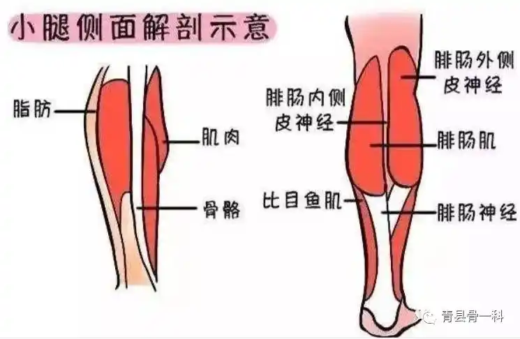 2,足心的疼痛足跟底部的疼痛一般是由于比目鱼肌和足底方肌损伤造成的