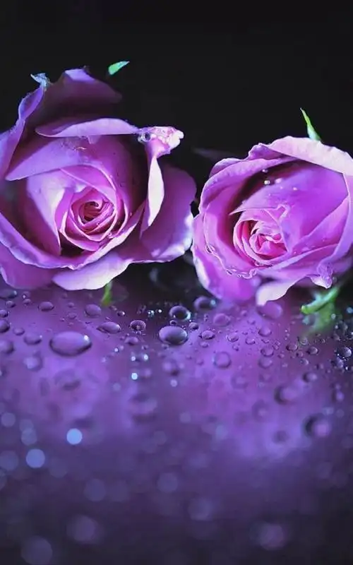 紫色 唯美梦幻紫色手机壁纸 800x1280