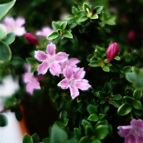 金边粉花六月雪小苗绿植花卉盆栽室内桌面庭院时令草本花卉