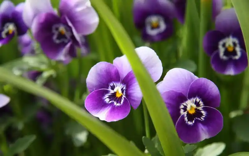 三色堇花卉桌面壁纸