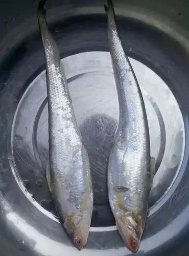 红眼睛细长,黄鳍是什么鱼