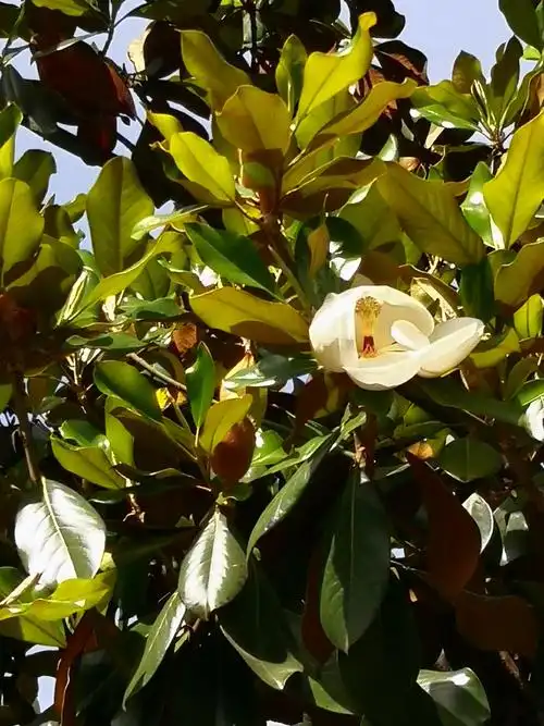 玉兰花的选购方法及选购花香似兰,花香,_功效与作用