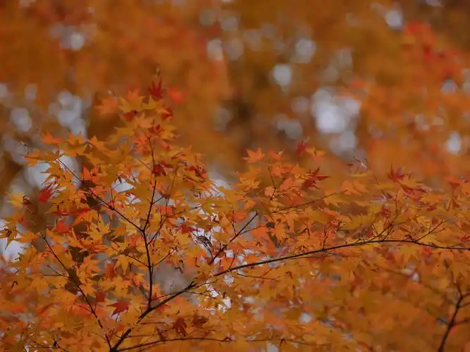 唯美图片打卡最美秋天