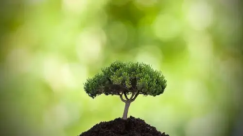 清新的绿色植物摄影高清宽屏桌面壁纸