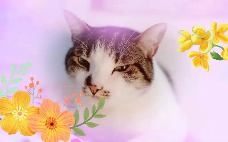 小可爱小猫咪萌宠呆萌呆萌小萌萌