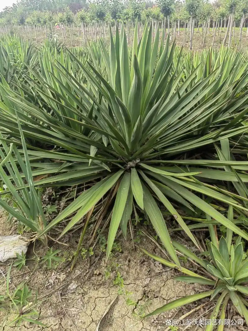 主要观赏剑麻品种有金边番麻银边龙舌兰假菠萝麻千寿兰丝兰凤尾兰