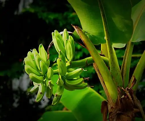 生机盎然芭蕉树