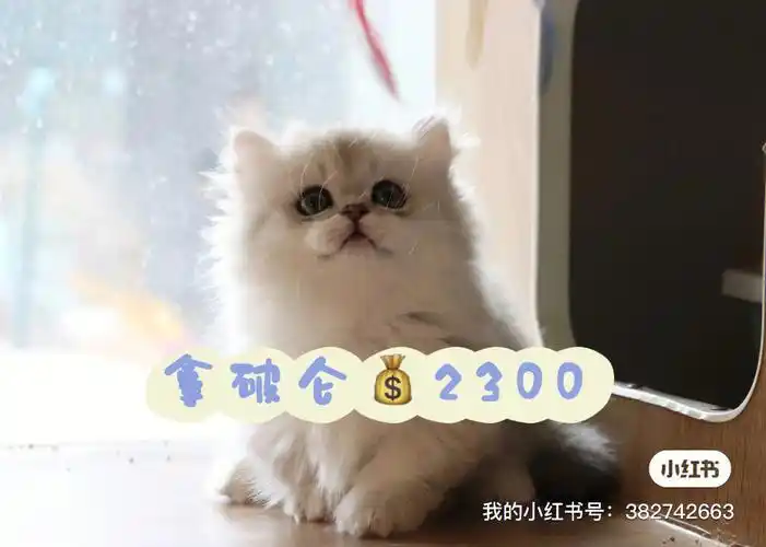 拿破仑猫想买金吉拉的朋友看过来价格如图