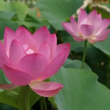 荷花是很适合五六十岁人用的微信头像图片