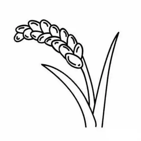 粮食作物水稻简笔画农作物简笔画