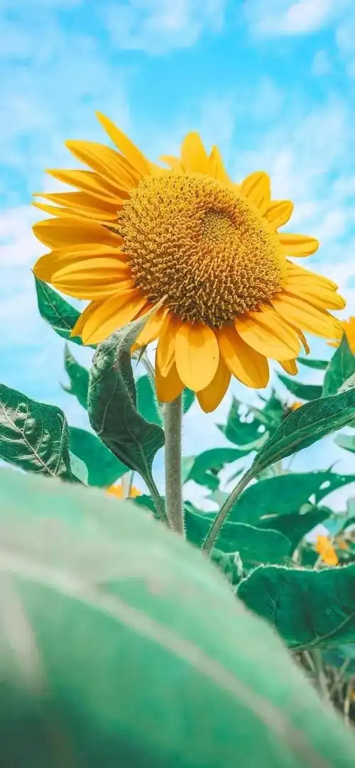 向阳而生,唯美的向日葵壁纸,全屏高清无水印_网易订阅