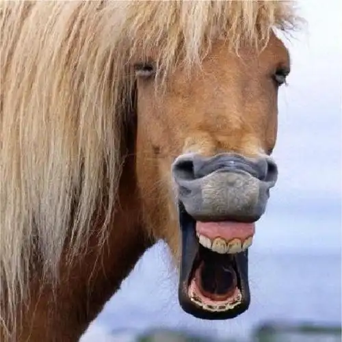 头像包里的动物们沙雕搞笑可爱超萌的都来凑热闹