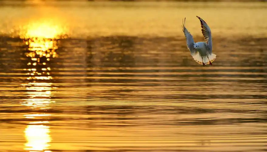 夕阳洒满的湖面 - 美篇