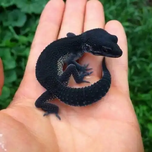 豹纹守宫变异基因黑夜67676767