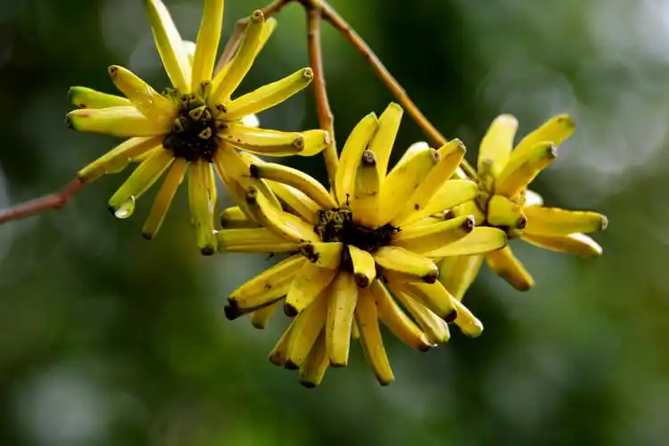 喜树果秋天成熟喜树有绿化观赏价值还是非常有价值的中药