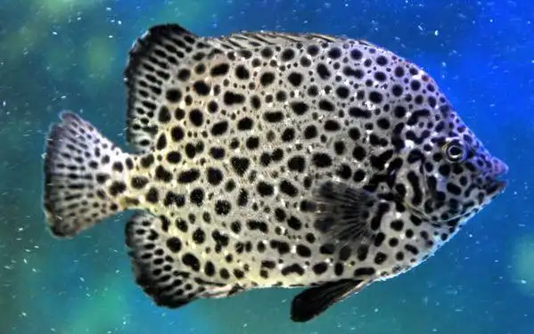 【ha-35 夜食"矶钓之王" 斑石鲷 ヽ(`Д07)17 硬邦帮重聚首 】